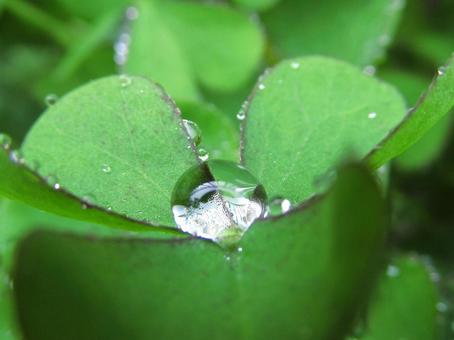 水滴と緑の葉(Water drop) 水滴と緑の葉(Water drop)の写真