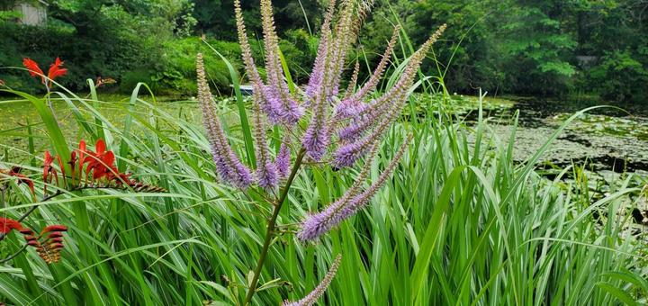 紫の花 紫の花 植物,夏,山の写真素材