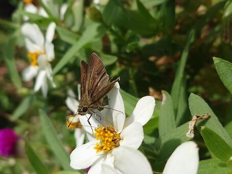 イチモンジセセリ イチモンジセセリ,蝶,チョウの写真素材