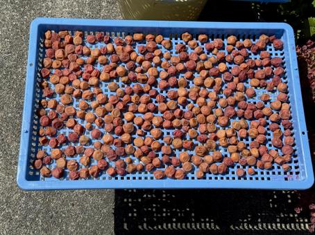 梅干しを作る 梅干しを作る 梅,梅干し,天日干しの写真素材