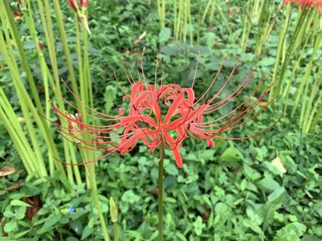 曼珠沙華①の写真