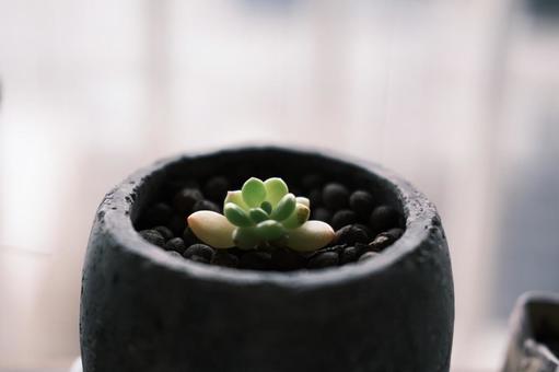 多肉植物 多肉植物の写真