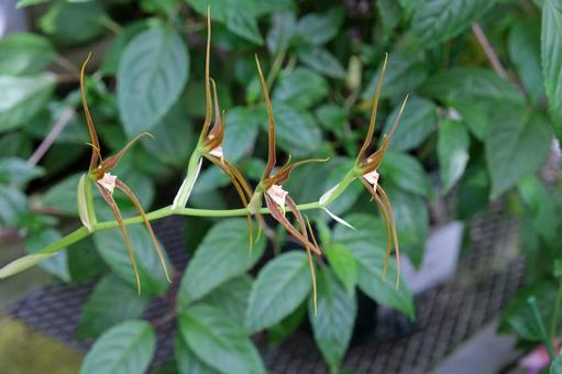 原種ラン　アダ・グルマケア アダ・グルマケア,原種ラン,蘭の写真素材
