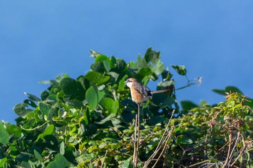 木の枝に佇むモズ モズ,野鳥,鳥の写真素材