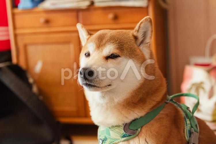 まったりご機嫌でくつろぐ柴犬 柴犬,しばいぬ,日本犬の写真素材