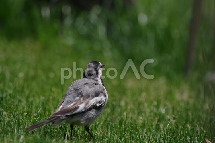 東京ミッドタウンのハクセキレイと芝生 ハクセキレイ,野鳥,東京ミッドタウンの写真素材