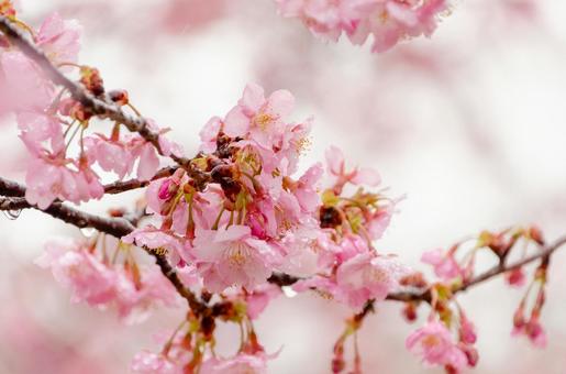 満開の河津桜がつくる春の風景の写真