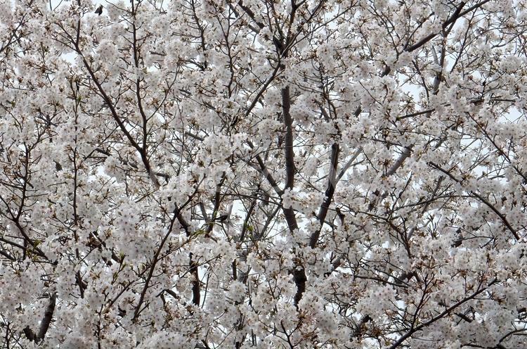 【桜の写真】桜が咲く風景 桜,さくら,サクラの写真素材