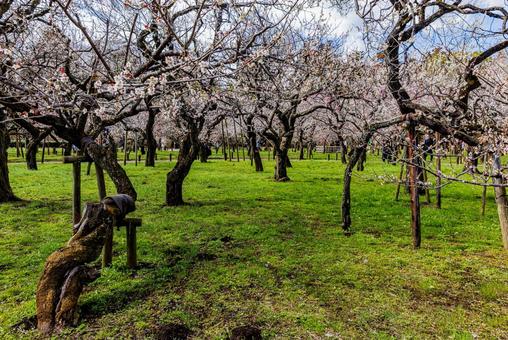 偕楽園公園　満開の梅園 偕楽園,花,梅の写真素材