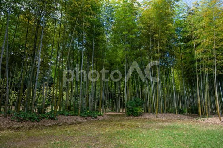 竹林と芝生広場 竹,竹林,芝生の写真素材