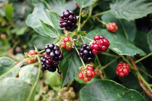 Photo, cultivation, farm, the season, 