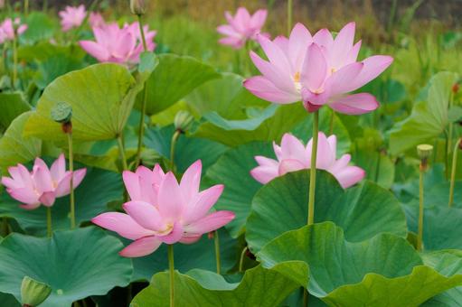 公園の池に咲くピンクの可愛い蓮の花 公園の池に咲くピンクの可愛い蓮の花 蓮,ハス,花の写真素材