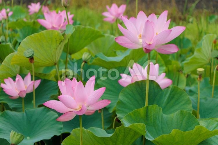 公園の池に咲くピンクの可愛い蓮の花 蓮,ハス,花の写真素材