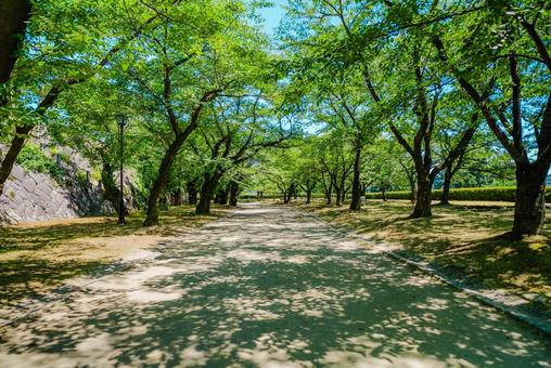 【岩手】盛岡城跡公園 2025 【岩手】盛岡城跡公園 2025の写真