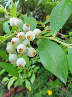 Photo, blueberry, fruit, fruit trees, 
