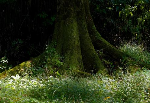 光が差し込む森 光が差し込む森 光が差し込む森,根,木の根の写真素材