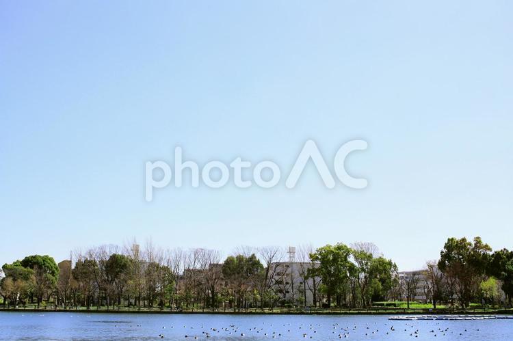 団地と緑のある風景 空,大空,青空の写真素材