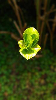 紫陽花の新芽の写真