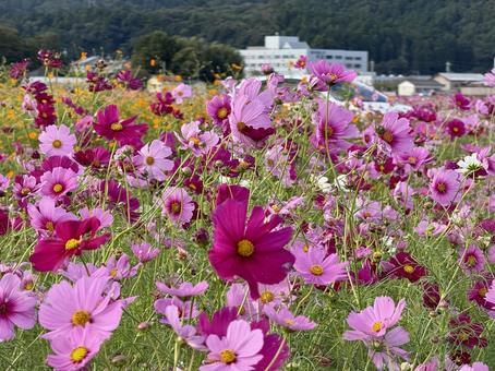 福井県 曇り空と宮ノ下コスモス公苑 福井県 曇り空と宮ノ下コスモス公苑 福井県,宮ノ下コスモス公苑,曇りの写真素材