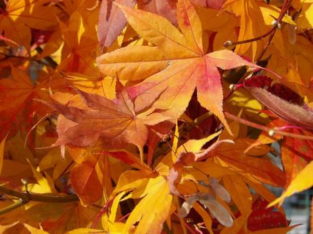 紅葉4 紅葉4の写真
