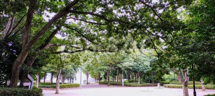木々に囲まれた公園の広場 テクスチャ,公園,樹木の写真素材