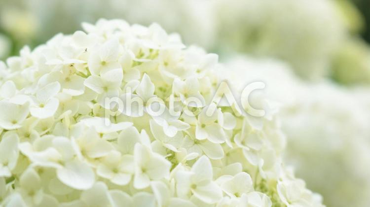 満開のシロバナアジサイのアップ 花,自然,白の写真素材