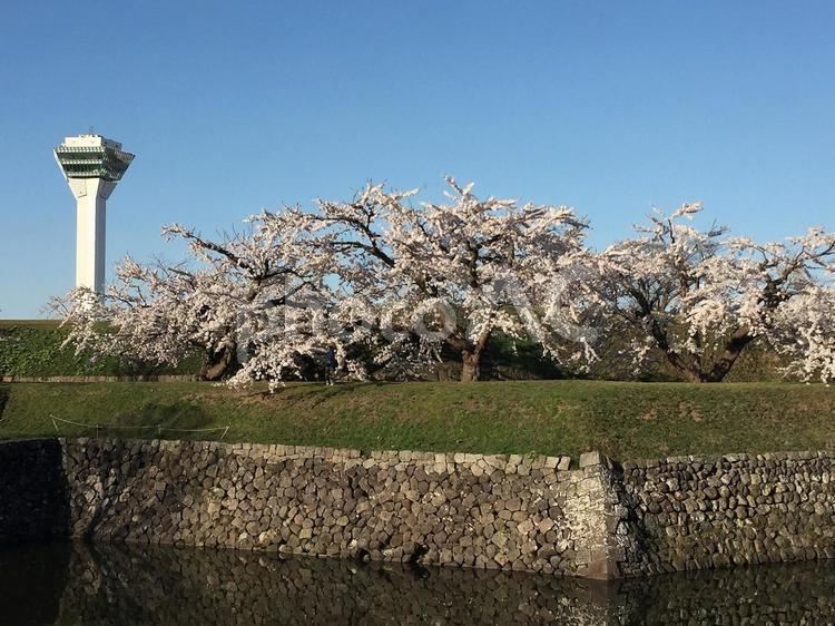 北海道　五稜郭の桜 五稜郭,桜,ソメイヨシノの写真素材