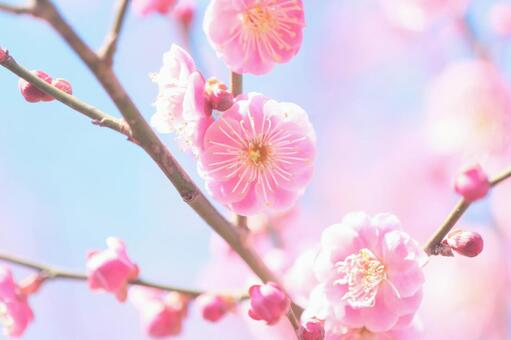 紅い梅の花の背景素材 梅,年賀状,梅の花の写真素材