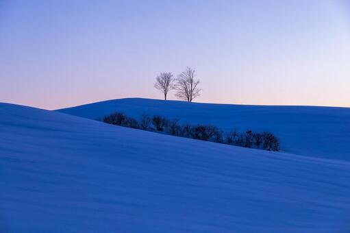 暁の空と青い雪原の稜線に立つ樹々 二本の木,樹木,雪原の写真素材