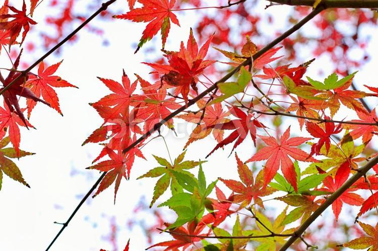環境イメージ素材：もみじの赤葉 もみじ,冬,1月の写真素材