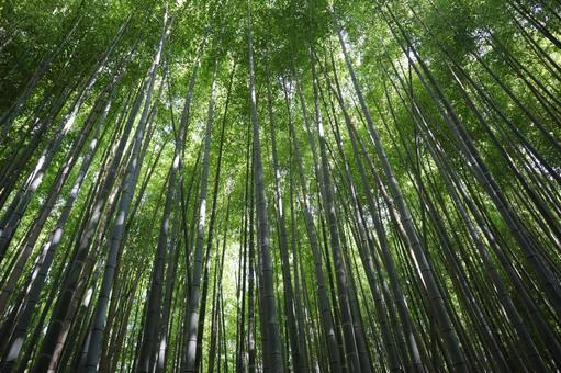 こもれ陽感じる緑の竹林 こもれ陽感じる緑の竹林の写真