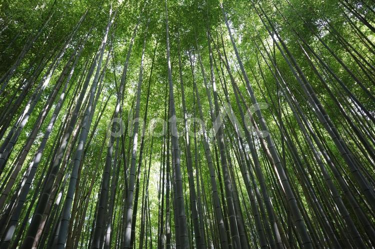 こもれ陽感じる緑の竹林 こもれ陽,感じる,緑の写真素材