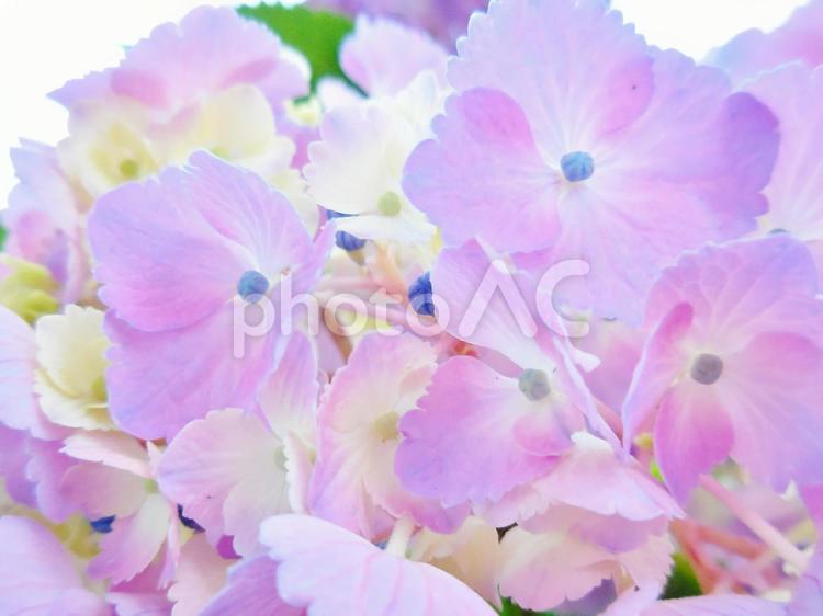 アジサイの園　7 purple,あじさい,つゆの写真素材