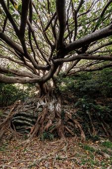 高知県室戸市 室戸岬海岸 アコウの木の写真