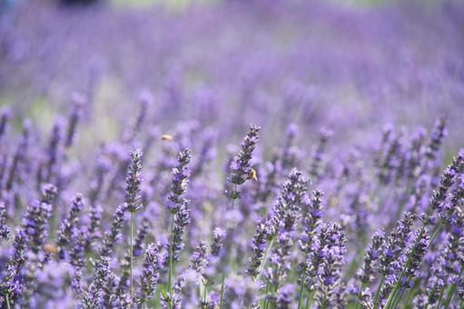 Lavender fields at Oishi Park, Lake Kawaguchi, JPG
