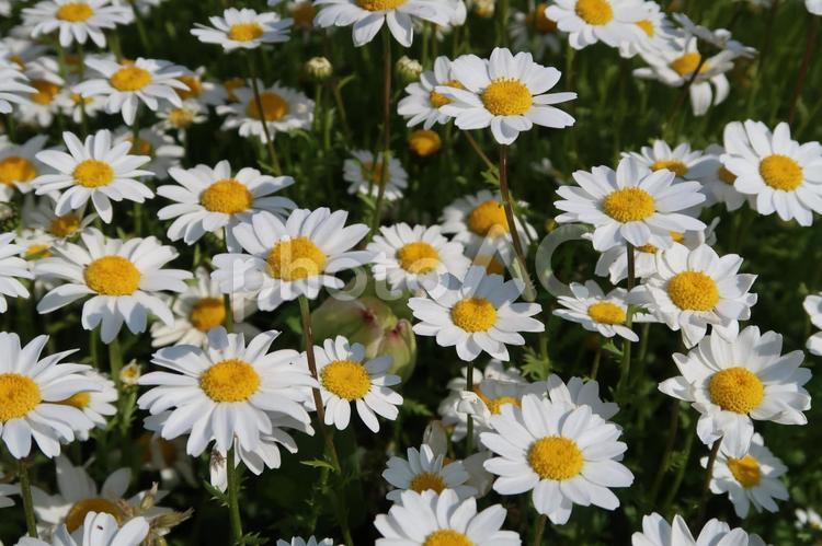 フランスギク フラワーアレンジメント,優しい花,公園の花の写真素材