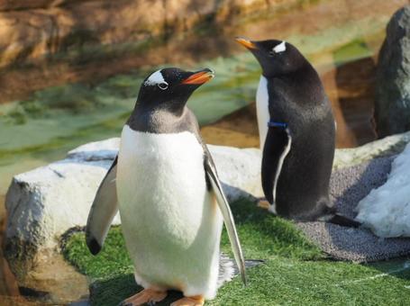 ジェンツーペンギン ジェンツーペンギン ペンギン,ジェンツーペンギン,癒しの写真素材