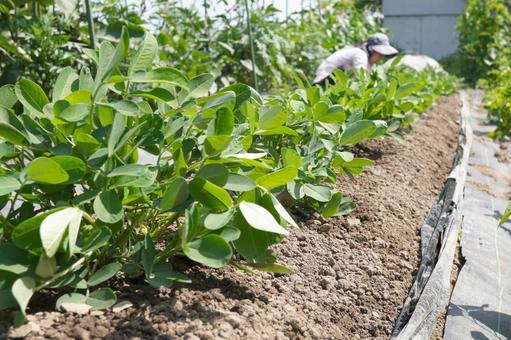 Photo, peanuts, peanut, summer vegetables, 
