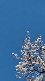 桜と青空② 桜と青空②の写真