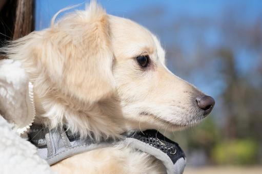 遠くを見つめる白い犬 遠くを見つめる白い犬 犬,白い,ふわふわの写真素材