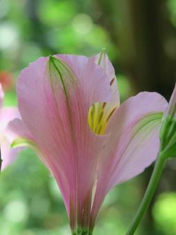 アルストロメリアの写真