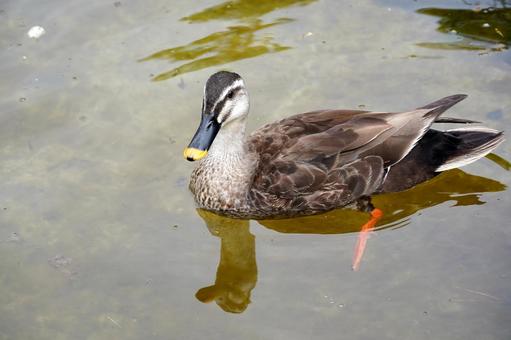 A duck floating on the water, JPG