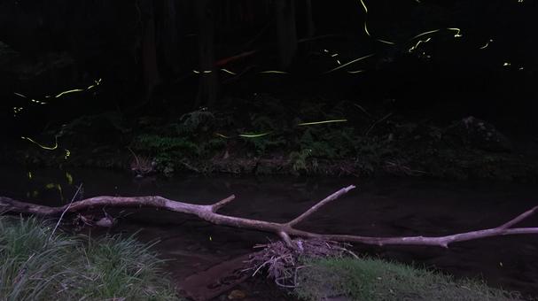 Photo, fire fly, river side, night, 