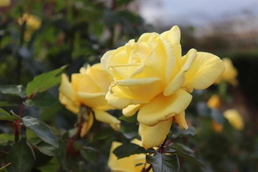 棘の無い薔薇、鎌倉 棘の無い薔薇、鎌倉の写真