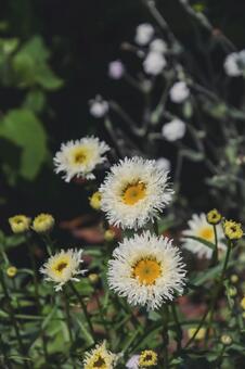 白い花 白い花の写真