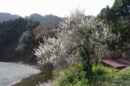 田舎の風景と白梅(川を見下ろす) 田舎の風景と白梅(川を見下ろす)の写真