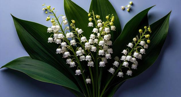 スズラン スズランの写真