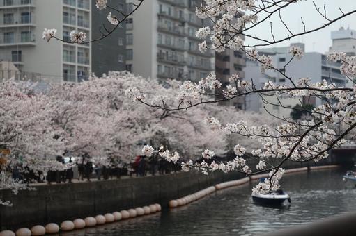 船と桜 船と桜の写真