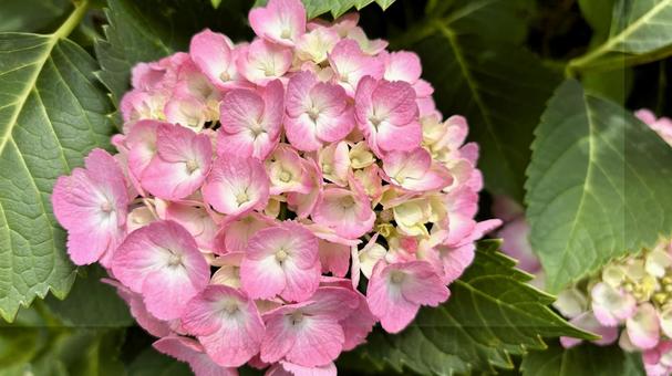 Photo, hydrangea, flower, pink, 