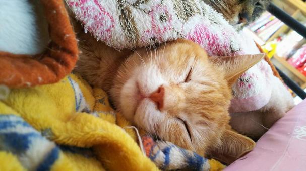 チャトラの寝顔 猫,チャトラ,寝顔の写真素材